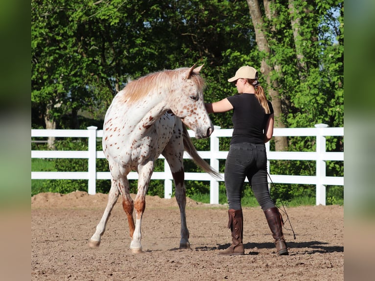 Partbred árabe Caballo castrado 6 años 155 cm Atigrado/Moteado in Oberlangen