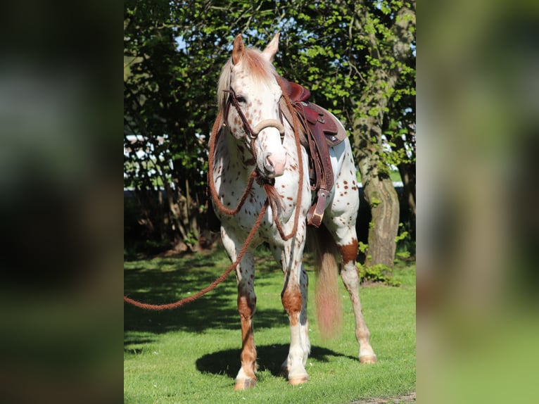 Partbred árabe Caballo castrado 6 años 155 cm Atigrado/Moteado in Oberlangen