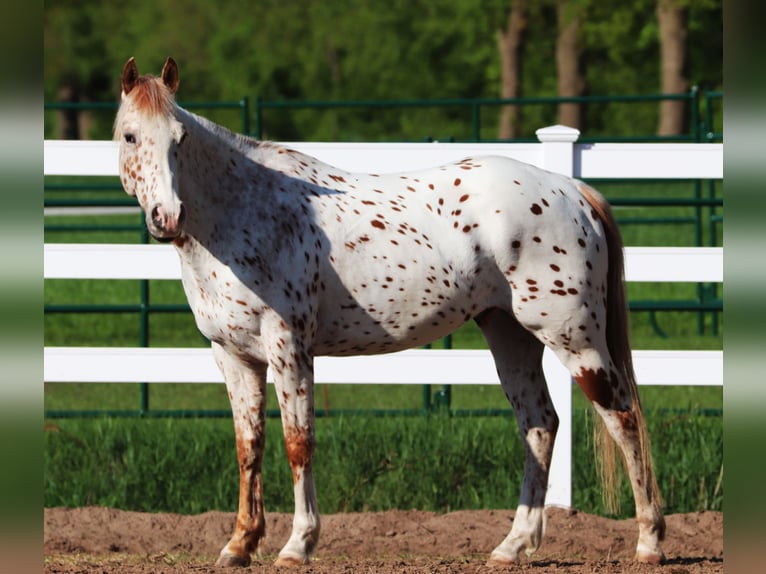 Partbred árabe Caballo castrado 6 años 155 cm Atigrado/Moteado in Oberlangen