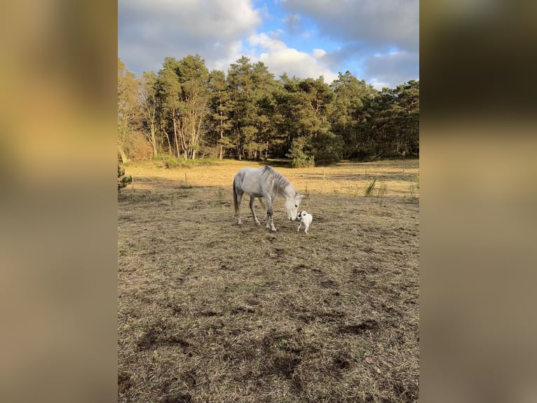 Partbred árabe Mestizo Caballo castrado 6 años 155 cm Tordo in Petersbächel