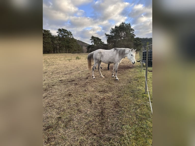 Partbred árabe Mestizo Caballo castrado 6 años 155 cm Tordo in Petersbächel