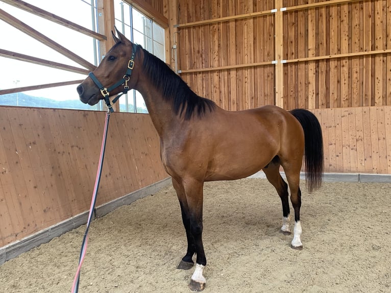 Partbred árabe Caballo castrado 6 años 165 cm  in HautzenbichlKobenz