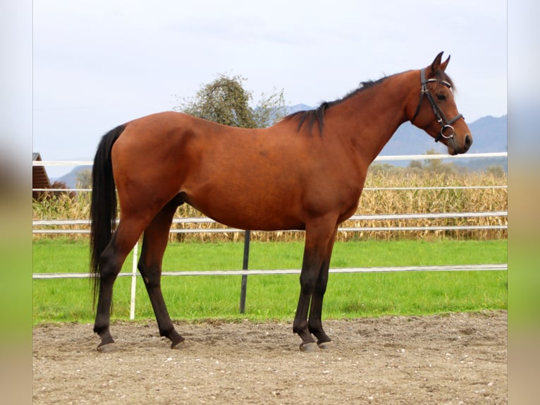 Partbred árabe Caballo castrado 7 años 147 cm Castaño in Kirchbichl