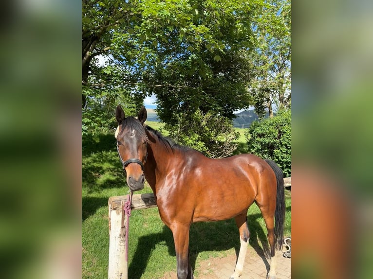 Partbred árabe Caballo castrado 7 años 150 cm Castaño oscuro in Aich 29
