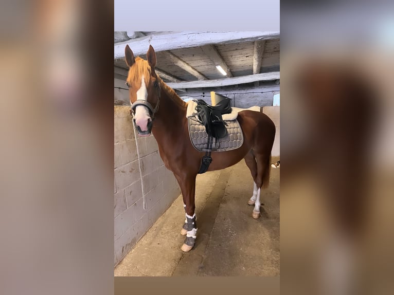 Partbred árabe Caballo castrado 8 años 165 cm Alazán in Möhnesee