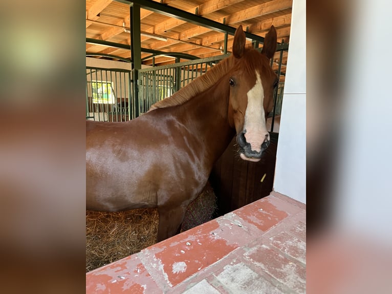 Partbred árabe Caballo castrado 8 años 165 cm Alazán in Möhnesee