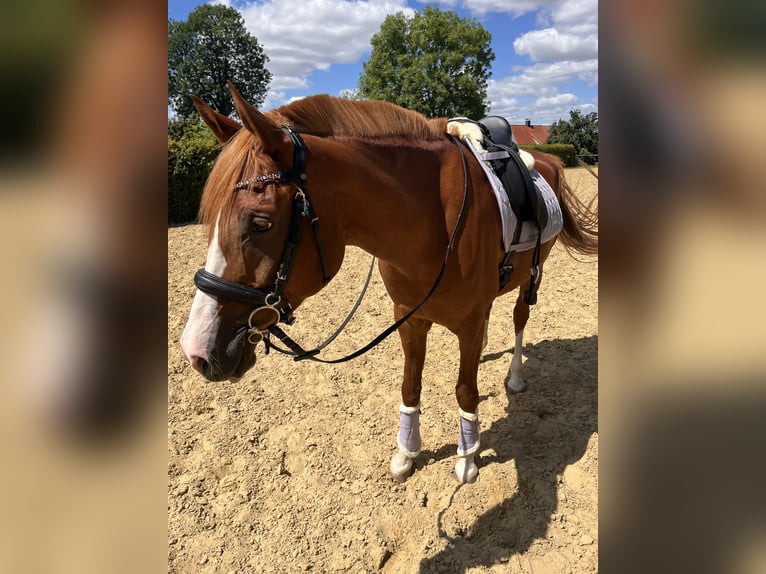 Partbred árabe Caballo castrado 8 años 165 cm Alazán in Möhnesee