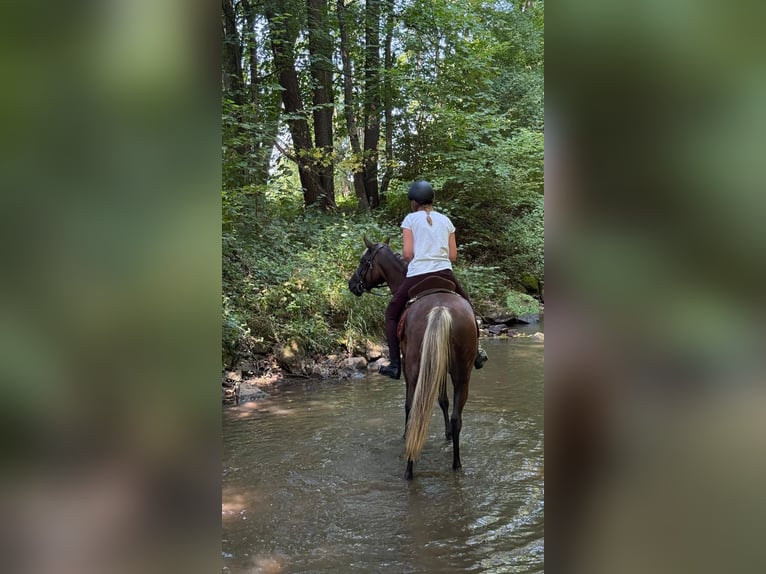 Partbred árabe Caballo castrado 9 años 145 cm Negro in Schnaittach