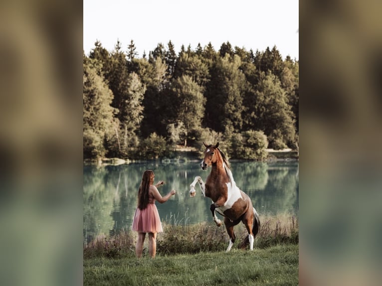 Partbred árabe Caballo castrado 9 años 156 cm Pío in Nesselwang