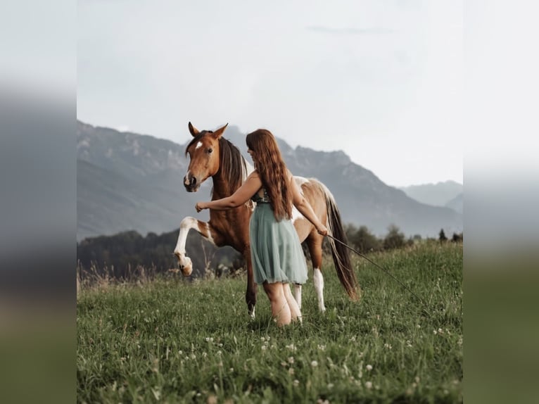 Partbred árabe Caballo castrado 9 años 156 cm Pío in Nesselwang