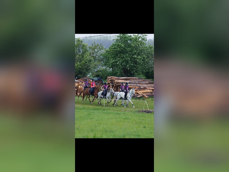 Partbred árabe Caballo castrado 9 años 162 cm Tordo in Laitse