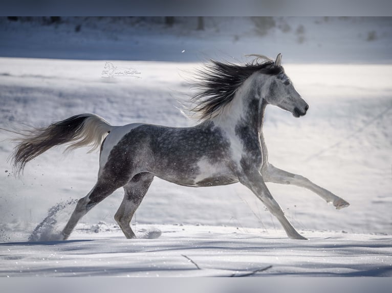 Partbred árabe Semental 10 años 155 cm Tordo in Puchberg
