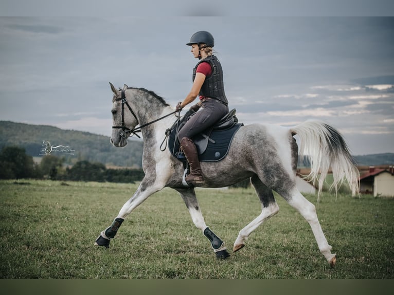 Partbred árabe Semental 10 años 155 cm Tordo in Puchberg