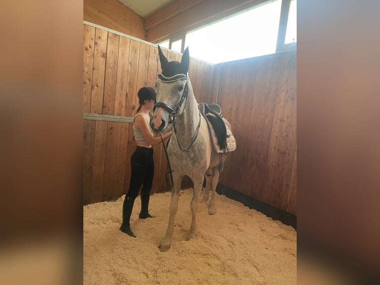 Partbred árabe Semental 10 años 155 cm Tordo in Puchberg