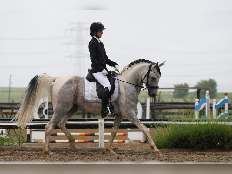 Partbred árabe Semental 10 años 155 cm Tordo in Puchberg