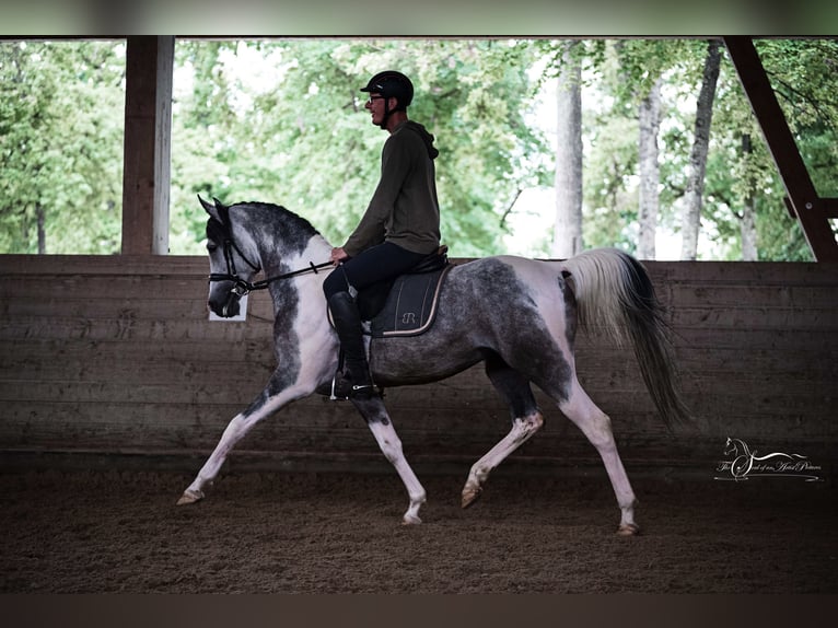 Partbred árabe Semental 10 años 155 cm Tordo in Puchberg
