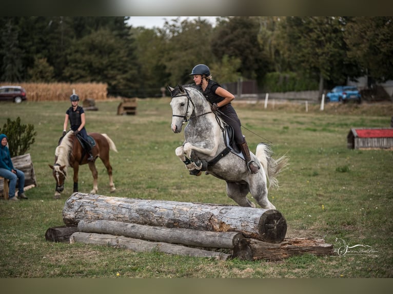 Partbred árabe Semental 11 años 155 cm Tordo in Puchberg