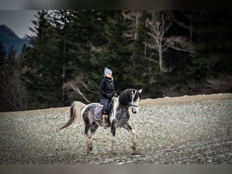 Partbred árabe Semental 11 años 155 cm Tordo in Puchberg