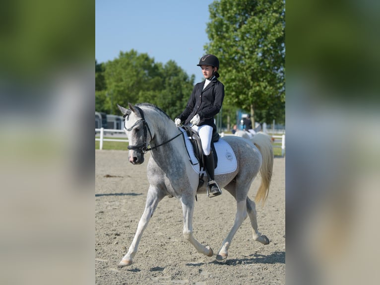 Partbred árabe Semental 11 años 155 cm Tordo in Puchberg