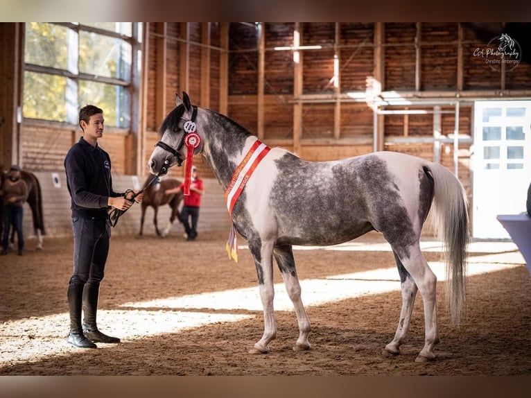 Partbred árabe Semental 11 años 155 cm Tordo in Puchberg