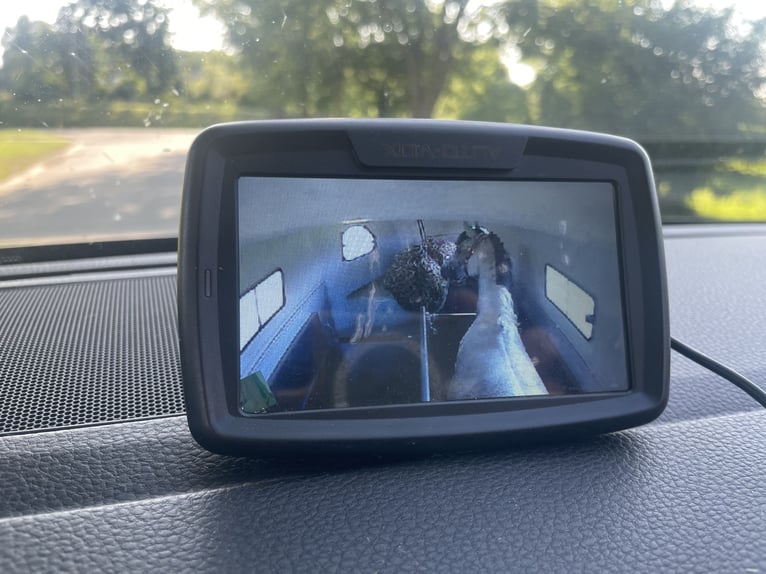 Partbred árabe Semental 11 años 155 cm Tordo in Puchberg