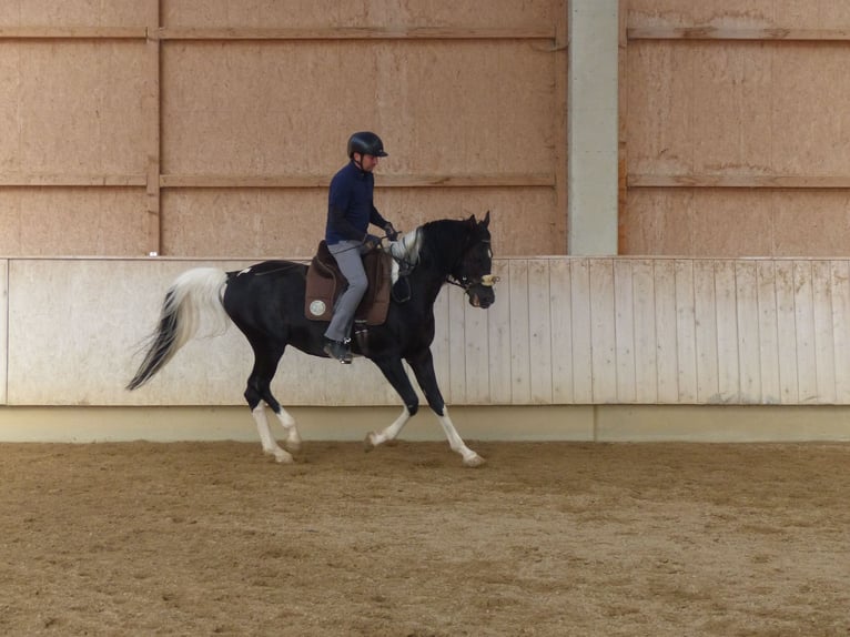 Partbred árabe Semental 12 años 157 cm Pío in Rot an der Rot