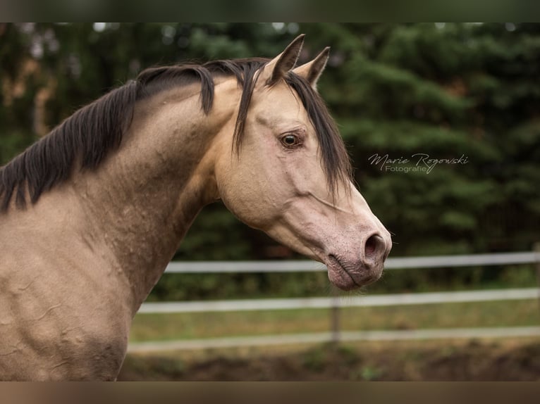 Partbred árabe Semental 16 años 148 cm Champán in Beaumont-Pied-de-Buf