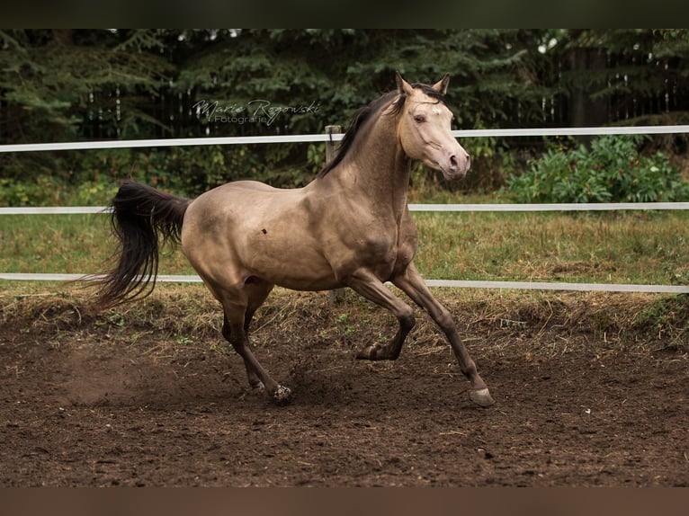 Partbred árabe Semental 17 años 148 cm Champán in Beaumont-Pied-de-Buf