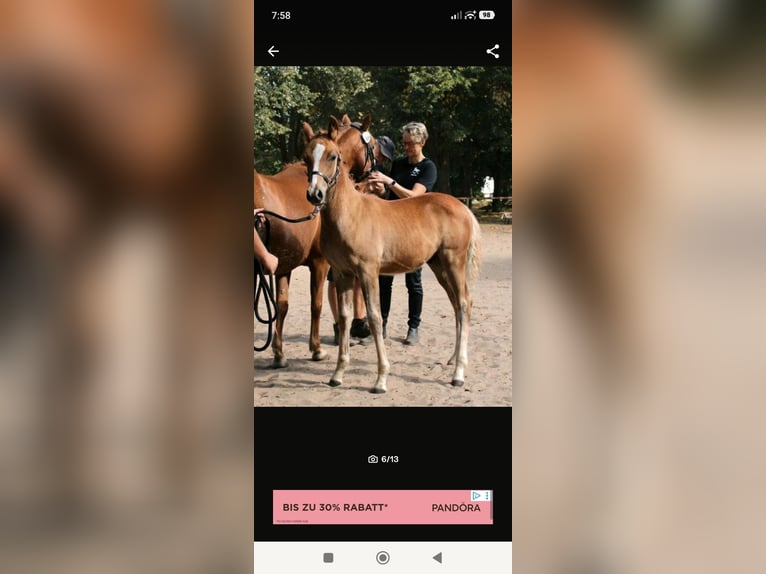 Partbred árabe Semental 1 año 148 cm Alazán in Rietberg