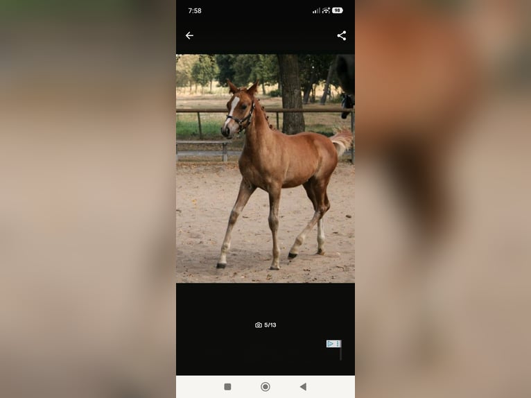 Partbred árabe Semental 1 año 148 cm Alazán in Rietberg