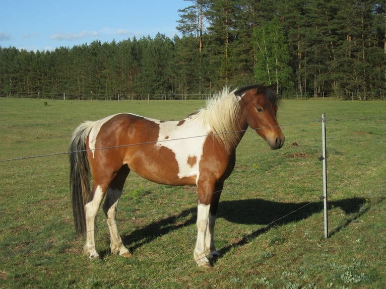 Partbred árabe Semental 1 año 150 cm Tobiano-todas las-capas in Nordborg