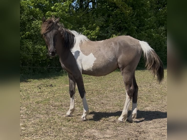 Partbred árabe Semental 1 año 151 cm Grullo in Haunetal