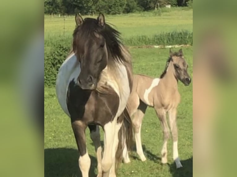 Partbred árabe Semental 1 año 151 cm Grullo in Haunetal