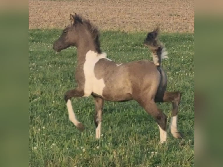 Partbred árabe Semental 1 año 151 cm Grullo in Haunetal