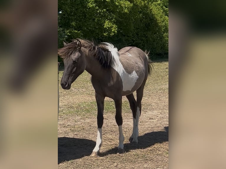 Partbred árabe Semental 1 año 151 cm Grullo in Haunetal