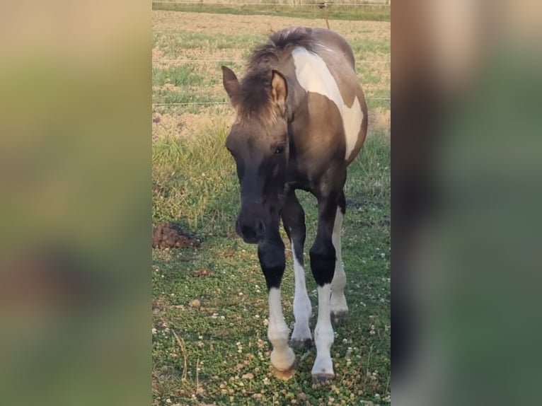 Partbred árabe Semental 1 año 151 cm Grullo in Haunetal