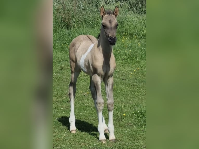 Partbred árabe Semental 1 año 151 cm Grullo in Haunetal