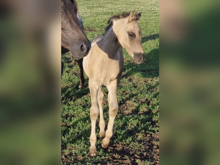 Partbred árabe Semental 1 año 151 cm Grullo in Haunetal