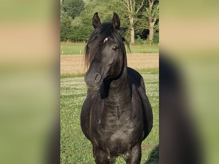 Partbred árabe Semental 1 año 151 cm Grullo in Haunetal