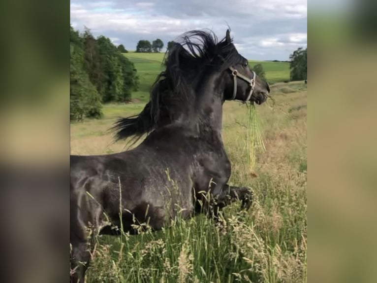 Partbred árabe Semental 1 año 151 cm Grullo in Haunetal