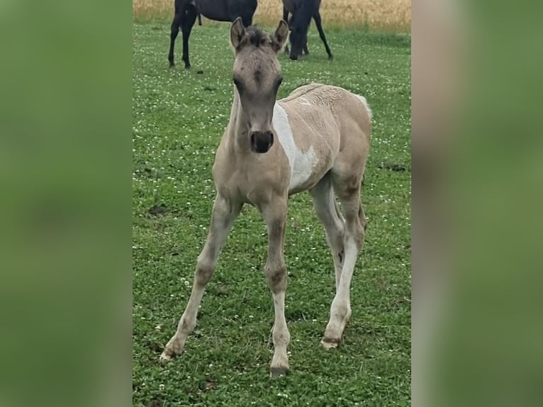Partbred árabe Semental 1 año 151 cm Grullo in Haunetal