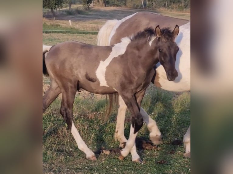 Partbred árabe Semental 1 año 151 cm Grullo in Haunetal