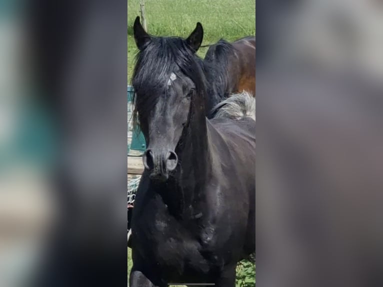 Partbred árabe Semental 1 año 151 cm Grullo in Haunetal