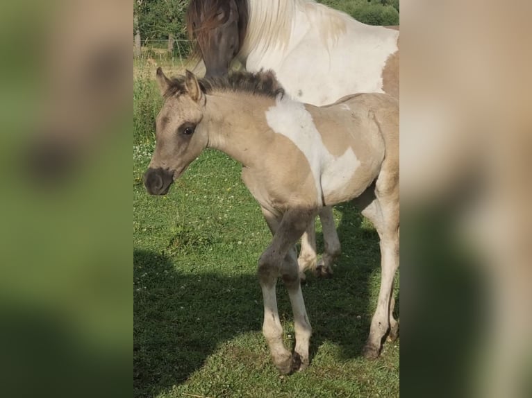 Partbred árabe Semental 1 año 151 cm Grullo in Haunetal