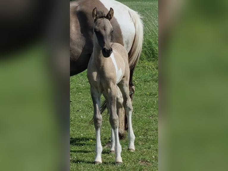 Partbred árabe Semental 1 año 151 cm Grullo in Haunetal