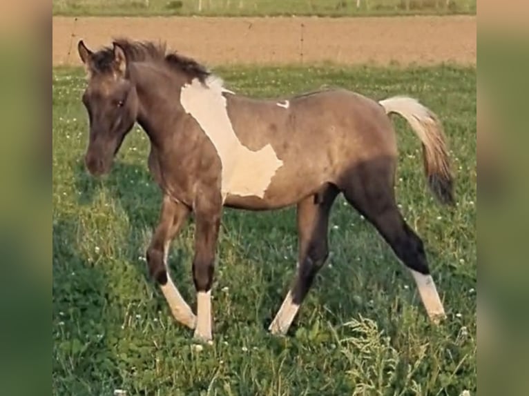 Partbred árabe Semental 1 año 151 cm Grullo in Haunetal
