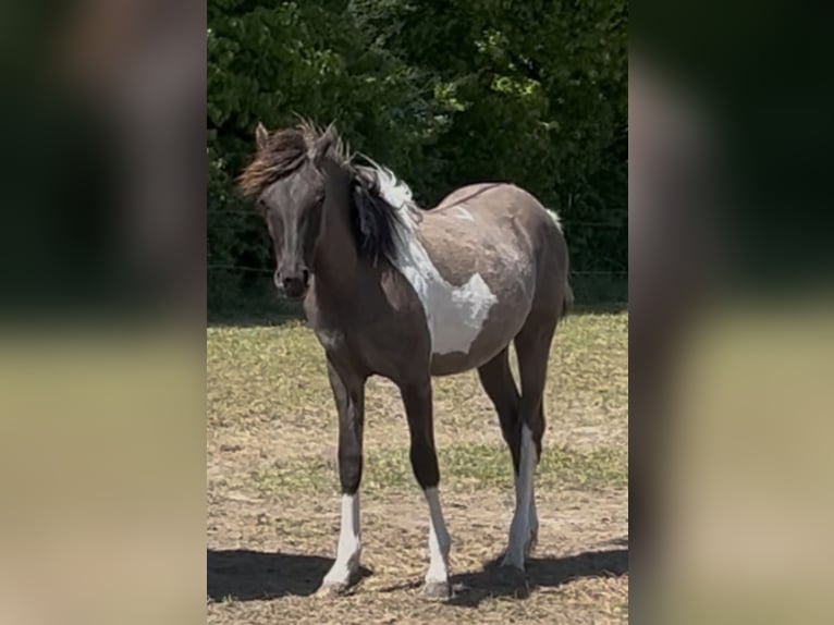 Partbred árabe Semental 1 año 151 cm Grullo in Haunetal