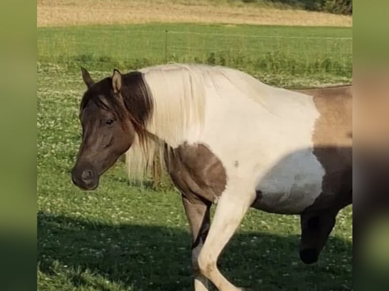 Partbred árabe Semental 1 año 151 cm Grullo in Haunetal