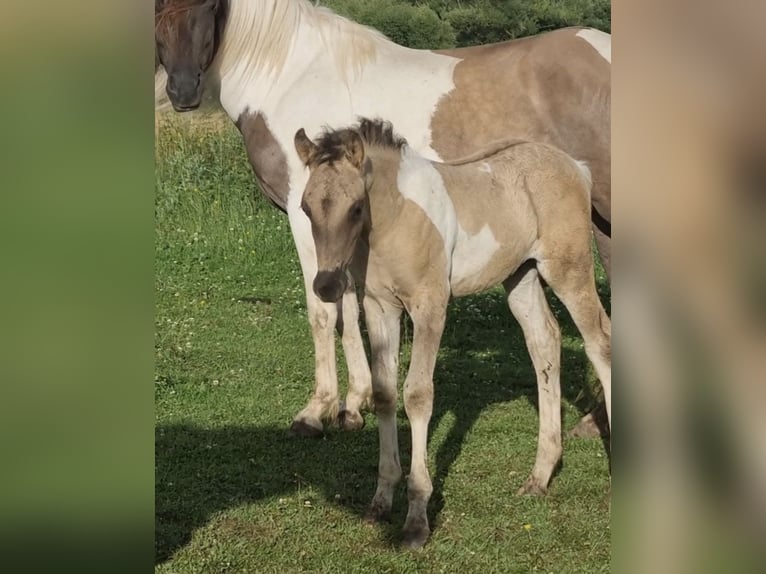 Partbred árabe Semental 1 año 151 cm Grullo in Haunetal