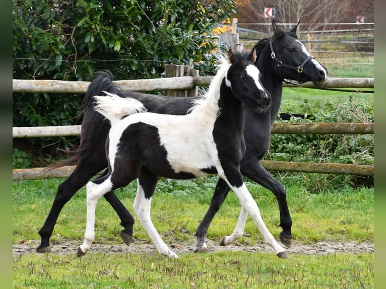 Partbred árabe Semental 1 año 153 cm Tovero-todas las-capas in Mörsdorf